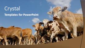  Presentation with south africa - Presentation theme having small-herd-of-free-range background and a teal colored foreground