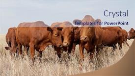  Presentation with south africa - Presentation design having small-herd-of-free-range background and a sky blue colored foreground