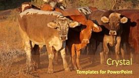  Presentation with cattle - PPT theme enhanced with small-herd-of-free-range background and a tawny brown colored foreground