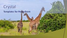  Presentation with jeep - Colorful theme enhanced with small-herd-of-giraffes-grazes backdrop and a light blue colored foreground