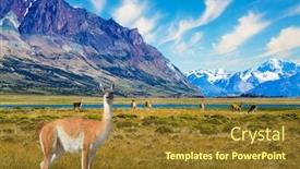  Presentation with cold water - Audience pleasing slide deck consisting of small-herd-of-guanaco-guanaco backdrop and a tawny brown colored foreground