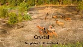  Presentation with horses - Presentation theme with herd of horses for walking background and a yellow colored foreground