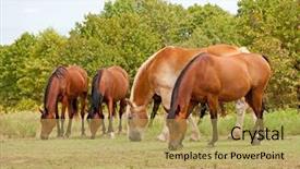  Presentation with horses and children - Slide set consisting of small herd of horses grazing background and a yellow colored foreground