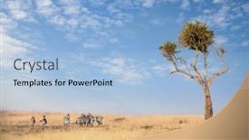  Presentation with grass - Audience pleasing presentation consisting of small-herd-of-zebra backdrop and a light blue colored foreground