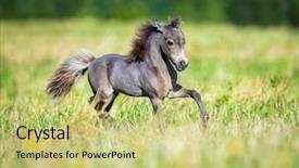  Presentation with horse in field - Cool new presentation theme with small horse running in field backdrop and a yellow colored foreground