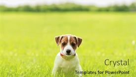  Presentation with green lawn - Presentation theme enhanced with small-jack-russel-terrier-puppy and a yellow colored foreground