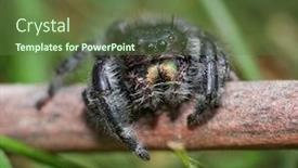  Presentation with spider - Cool new PPT layouts with small jumping spider macro shot backdrop and a tawny brown colored foreground