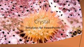  Presentation with cold water - PPT theme featuring small-juvenile-anemone-is-attached background and a coral colored foreground
