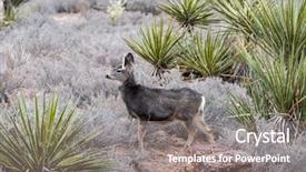  Presentation with las vegas nevada - Cool new theme with small juvenile deer in red backdrop and a gray colored foreground