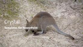  Presentation with kangaroo - Colorful slide set enhanced with small-kangaroo-jumping backdrop and a gray colored foreground