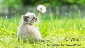  Presentation with pets - PPT theme consisting of small-kitten-cat-with-blue background and a yellow colored foreground