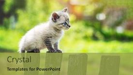  Presentation with pets - Colorful PPT theme enhanced with small-kitten-cat-with-blue backdrop and a yellow colored foreground