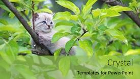  Presentation with stuck - PPT layouts having small-kitten-cat-with-blue background and a yellow colored foreground