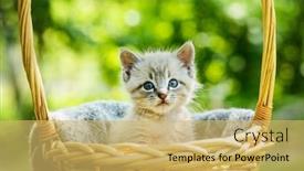  Presentation with pets - Audience pleasing slide deck consisting of small-kitten-cat-with-blue backdrop and a yellow colored foreground