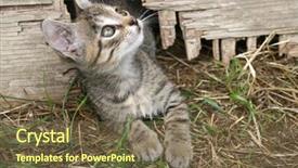  Presentation with kitten - PPT theme consisting of small-kitten-in-a-grass background and a tawny brown colored foreground