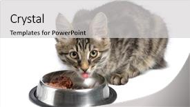  Presentation with kitten - Audience pleasing presentation theme consisting of small kitten near its bowl with meal looking at camera on white background backdrop and a light gray colored foreground