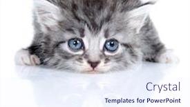  Presentation with kitten - Theme having small-kitten-on-a-white background and a sky blue colored foreground