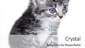  Presentation with kitten - Amazing PPT theme having small kitten on a white background age - 1 month backdrop and a white colored foreground