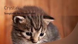  Presentation with kitten - PPT theme with small-kitten-on-background background and a red colored foreground