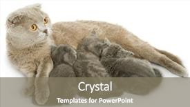  Presentation with dog cat stethescope - Amazing presentation theme having small kittens and mother-cat isolated on white background backdrop and a gray colored foreground