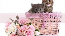  Presentation with white - Presentation design with small kittens in basket isolated on white background and a coral colored foreground