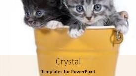  Presentation with background - Presentation theme having small-kittens-on-a-white background and a yellow colored foreground