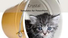  Presentation with background - Audience pleasing presentation consisting of small-kittens-on-a-white backdrop and a mint green colored foreground