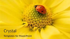 Presentation with ladybug - Amazing PPT layouts having small ladybug sleeping on yellow backdrop and a gold colored foreground