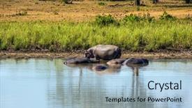  Presentation with kruger - Colorful presentation design enhanced with small lake to which the animals go to drink in the water resting hippos the famous kruger national park backdrop and a light blue colored foreground