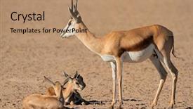  Presentation with kalahari - PPT layouts with small lambs kalahari desert background and a  colored foreground