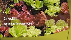  Presentation with rain on roof top - PPT theme featuring small lettuce farm in roof background and a  colored foreground