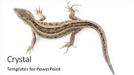  Presentation with history earth globe isolated white - Theme with small lizard isolated on white background and a white colored foreground