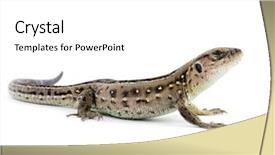  Presentation with frames isolated on white brown - Cool new slides with christmas tree toys on a white background christmas decorations on a white surface balls and garland of blue and silver colors on table backdrop and a white colored foreground.