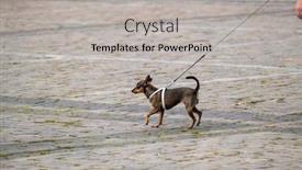  Presentation with leash - Audience pleasing slides consisting of small-loyal-dog-on-leash backdrop and a light gray colored foreground