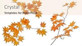  Presentation with maple - Slide set with small-maple-tree-branches background and a lemonade colored foreground