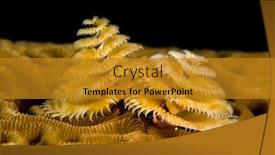  Presentation with worm - Slide set enhanced with small-marine-worm-called background and a gold colored foreground