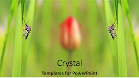  Presentation with green - Colorful presentation theme enhanced with small midge on green background backdrop and a gold colored foreground