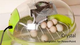  Presentation with motor - Slides enhanced with small modern incubator for various background and a coral colored foreground