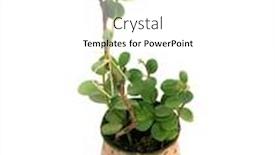  Presentation with money tree - Theme consisting of small-money-tree background and a white colored foreground