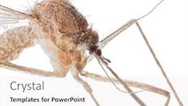  Presentation with mosquito - Presentation theme enhanced with small-mosquito-isolated-on-white background and a sky blue colored foreground