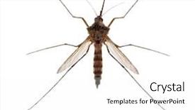  Presentation with mosquito - PPT theme with small mosquito isolated on white background and a white colored foreground