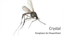  Presentation with mosquito - Cool new PPT theme with small mosquito isolated on white backdrop and a white colored foreground