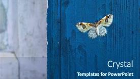  Presentation with moth - Presentation design featuring small-moth-on-blue-painted background and a ocean colored foreground