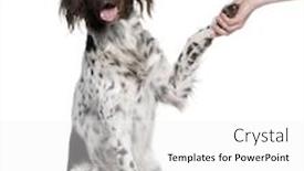  Presentation with old dog - Audience pleasing PPT theme consisting of small-munsterlander-dog-shaking-hands backdrop and a white colored foreground