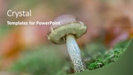  Presentation with soil - Theme enhanced with small mushroom growing out of soil with dry fallen leaves background and a coral colored foreground