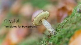  Presentation with soil - PPT theme with small mushroom growing out of soil with dry fallen leaves background and a coral colored foreground