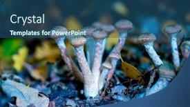  Presentation with mushrooms - Theme having small-mushrooms-in-a-deciduous background and a ocean colored foreground