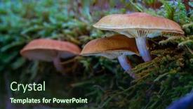  Presentation with mushrooms - Slide deck consisting of small-mushrooms-in-a-deciduous background and a wine colored foreground