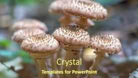  Presentation with mushrooms - PPT layouts enhanced with small-mushrooms-in-a-deciduous background and a tawny brown colored foreground