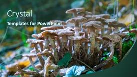  Presentation with mushrooms - Presentation theme consisting of small-mushrooms-in-a-deciduous background and a tawny brown colored foreground